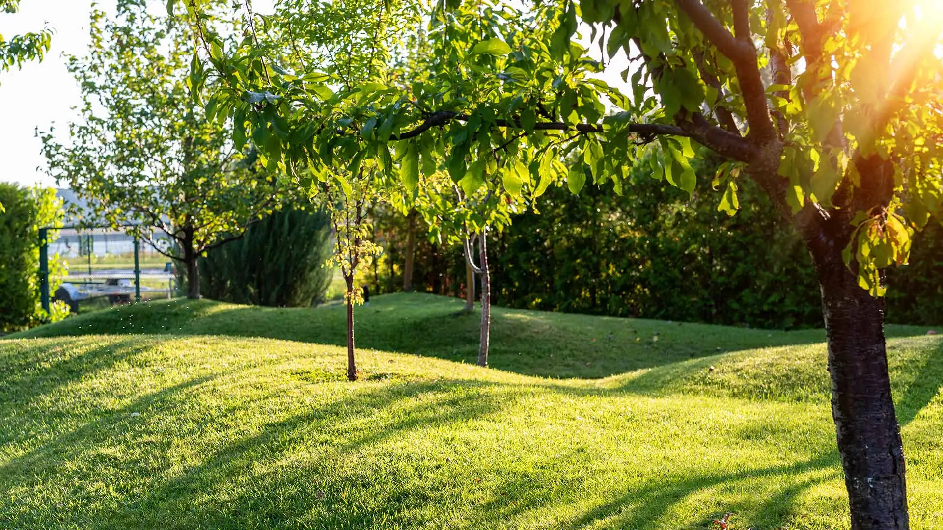 Fertilized trees in a landscape in Waukee, IA.