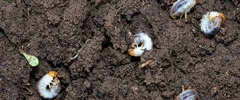 Grub control damage in Urbandale, IA.