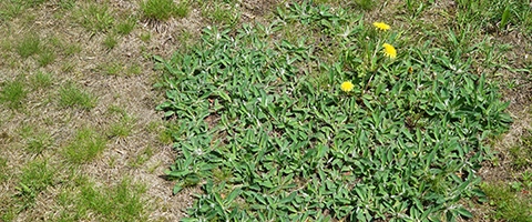 Weed Control in Waukee, IA.