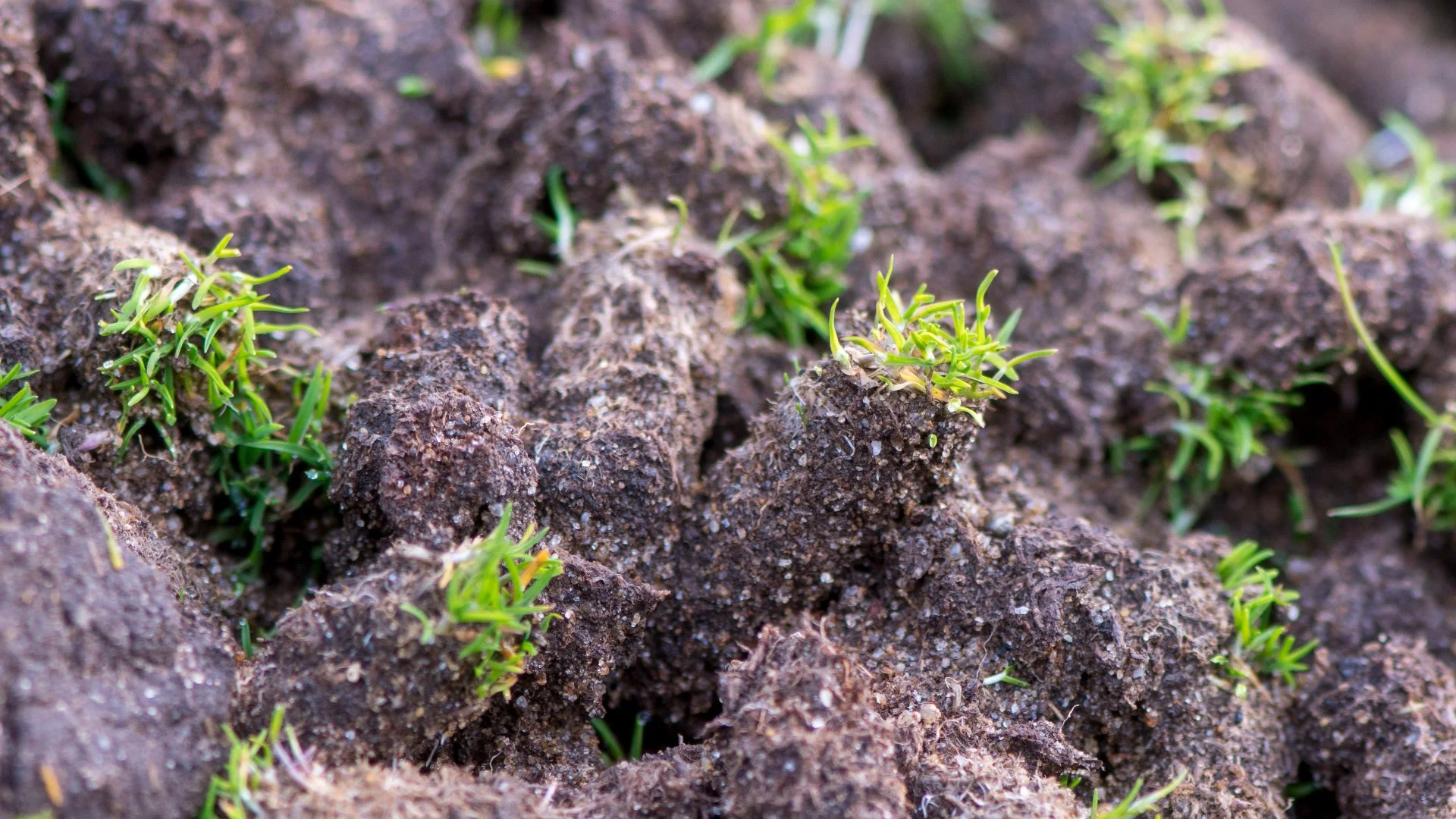 Don't Panic - The Clumps of Soil on Your Lawn After Aeration Is Normal!