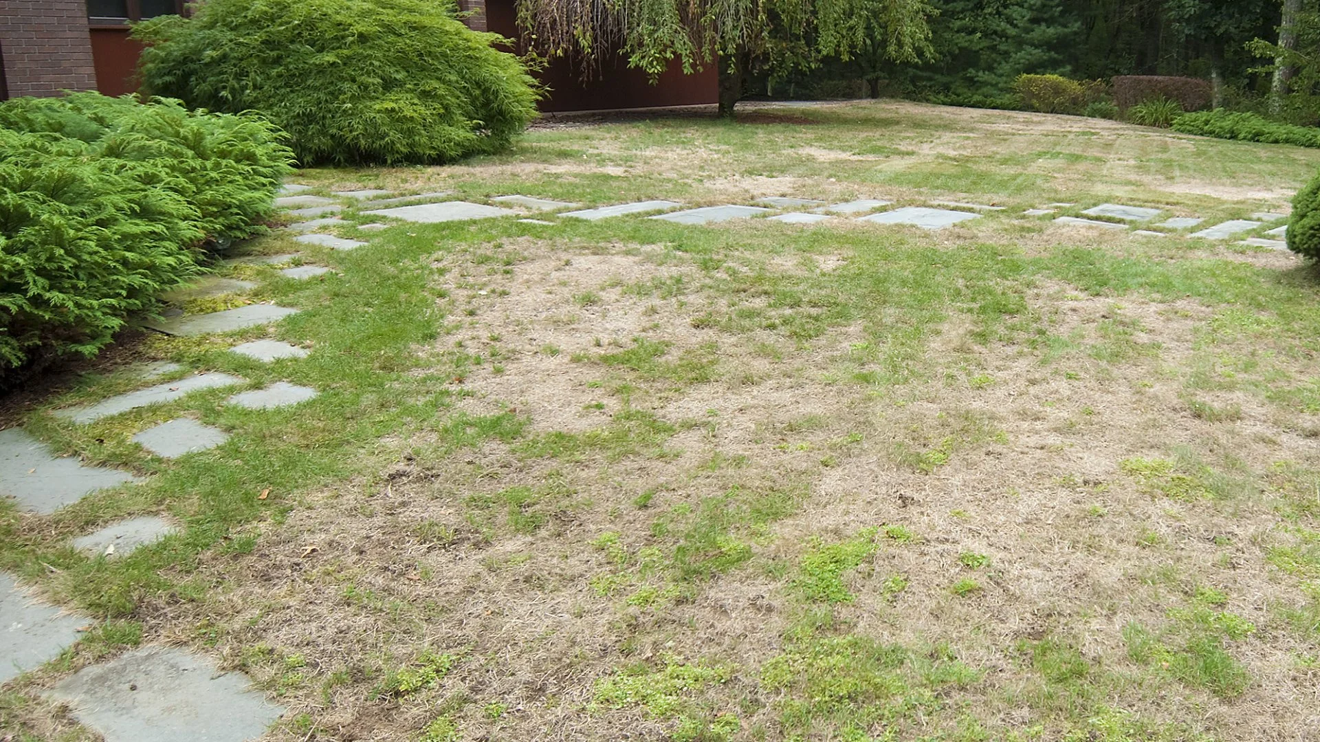 Keep Lawn Diseases From Developing by Doing These Things!