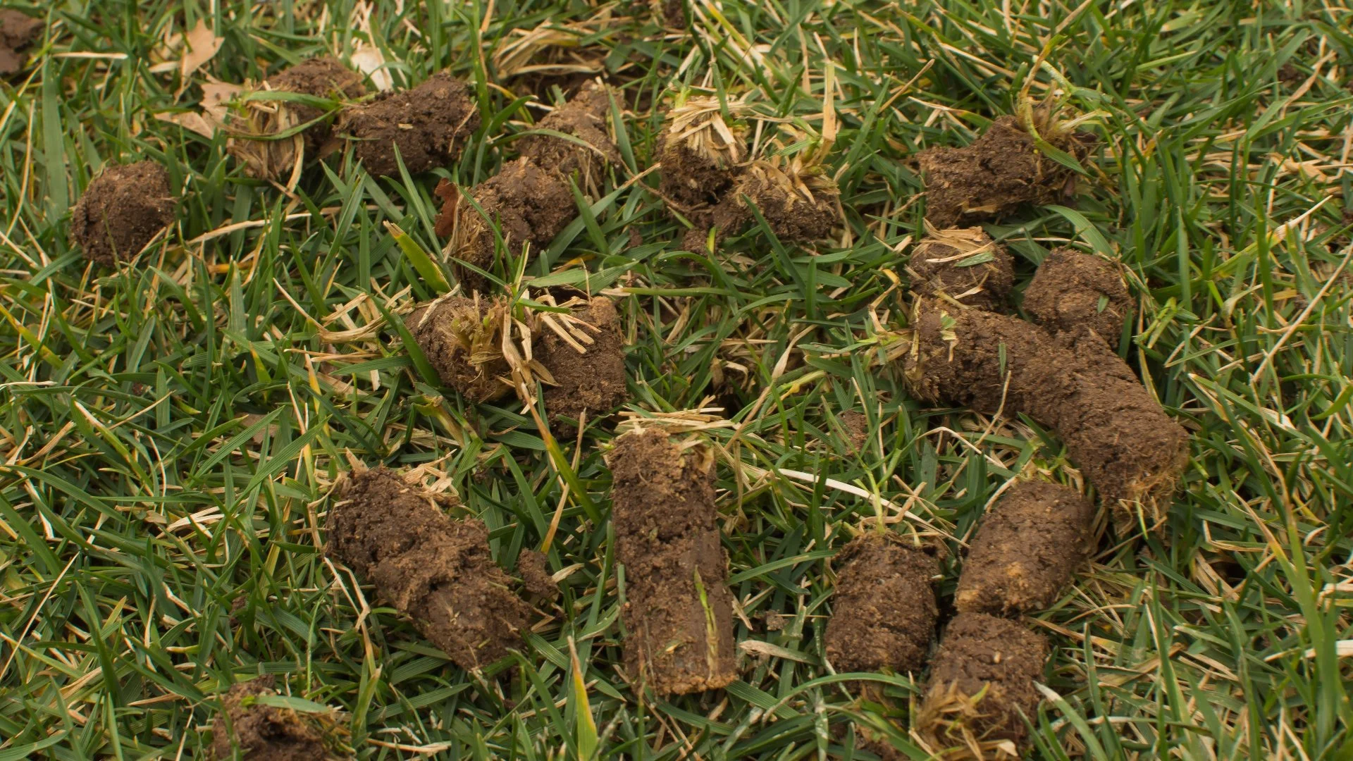 Does It Take a While for Core Aeration to Improve Your Lawn?