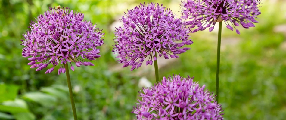 Allium plantings in landscape bed in Waukee, IA.