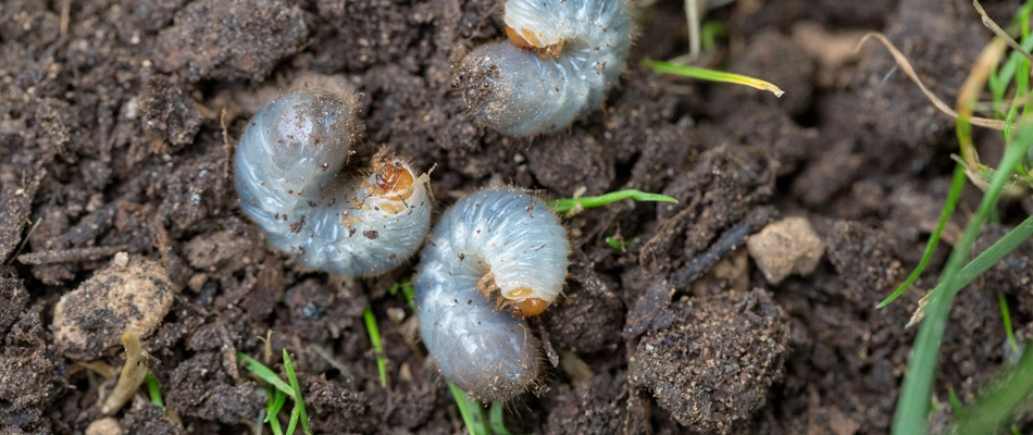 Grubs found in a lawn in Adel, IA.