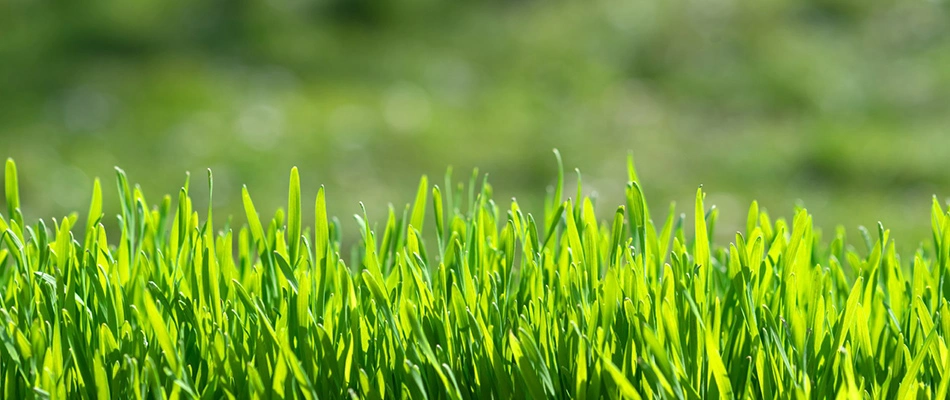 Luscious healthy grass blades in a lawn in Waukee, IA.