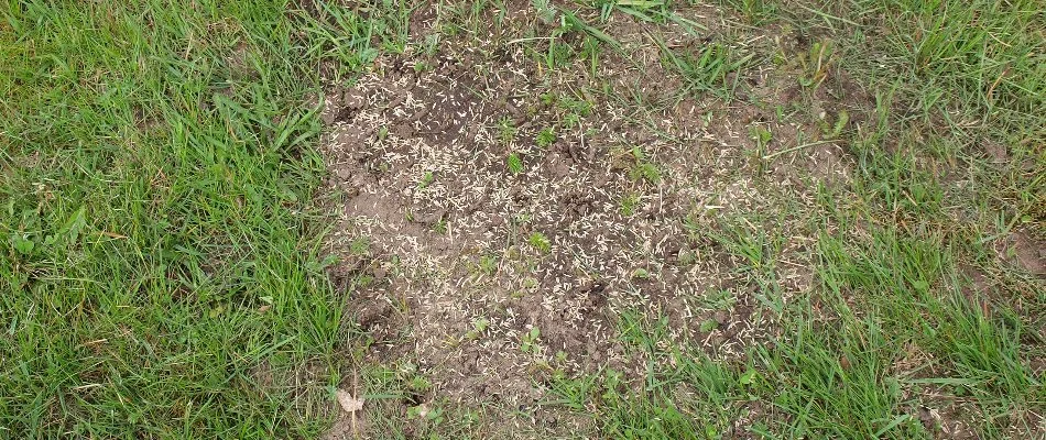 Seeds upon a patchy lawn in Crocker, IA.