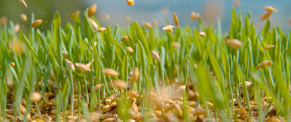 Seeds being applied to a lawn in Clive, IA.