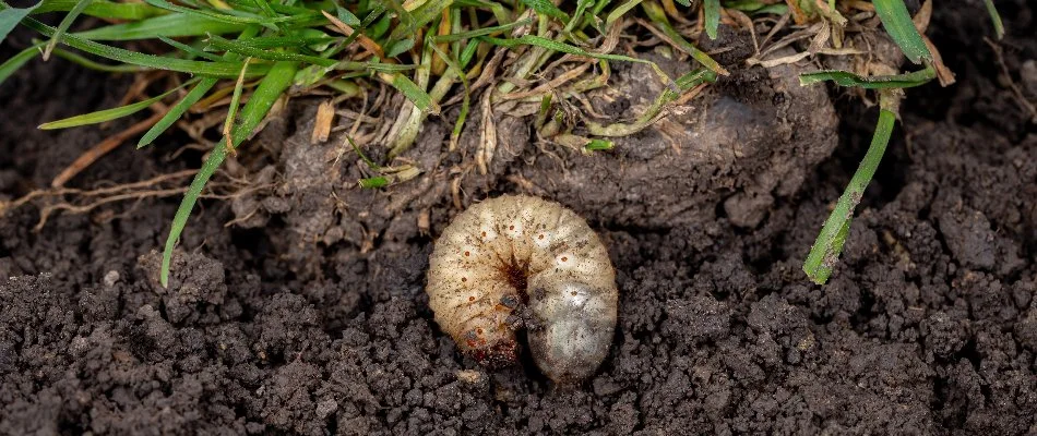 Grub in the soil on a property in Waukee, IA.